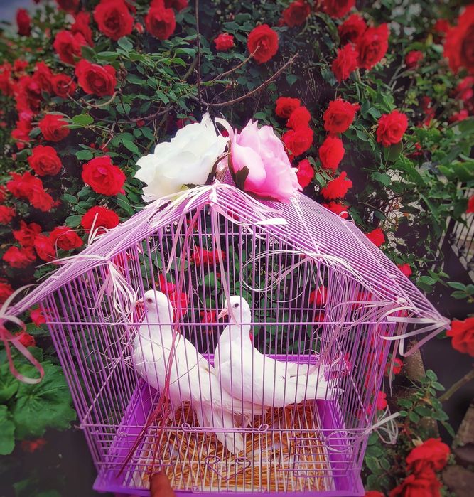 Гълъби за сватба и тържества 40лв