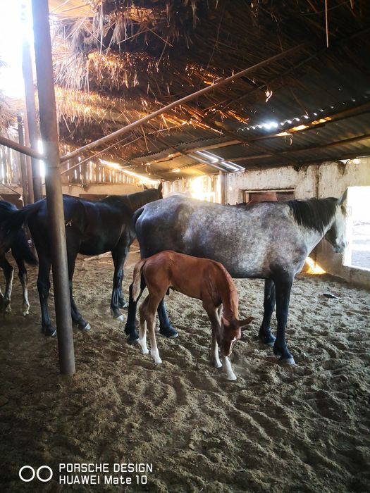 Қабыла с жеребенком и тайчик. 1,5 мец,