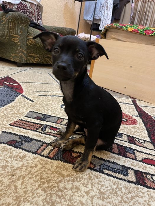 продаю пинчер  девочка