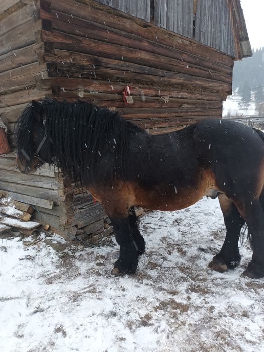 Armăsar pentru montă