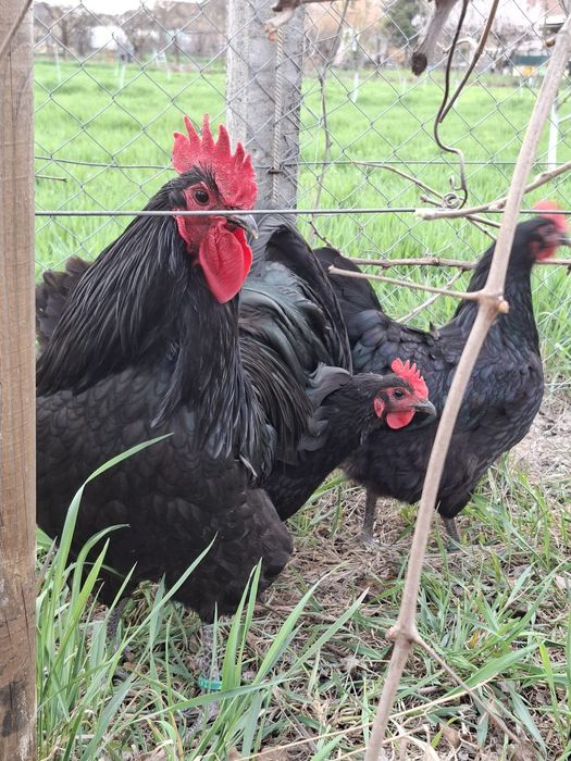 Pui Australorp de 6 saptamani