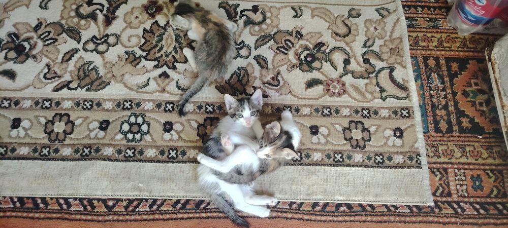Mushuk bolalari Sog'lom