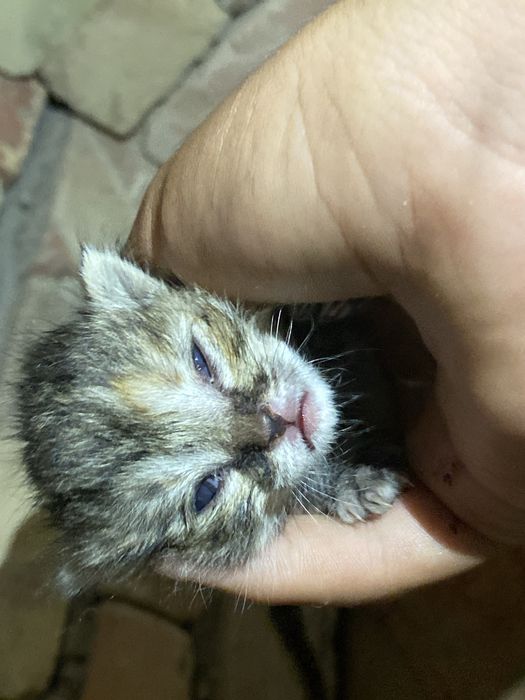 Кошка бесплотно