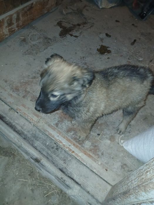 Малыши в добрые руки