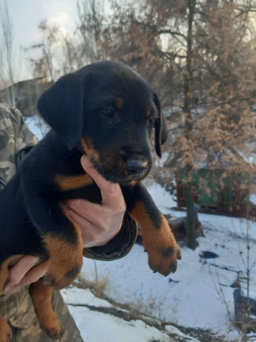 Щенок ягдтерьера