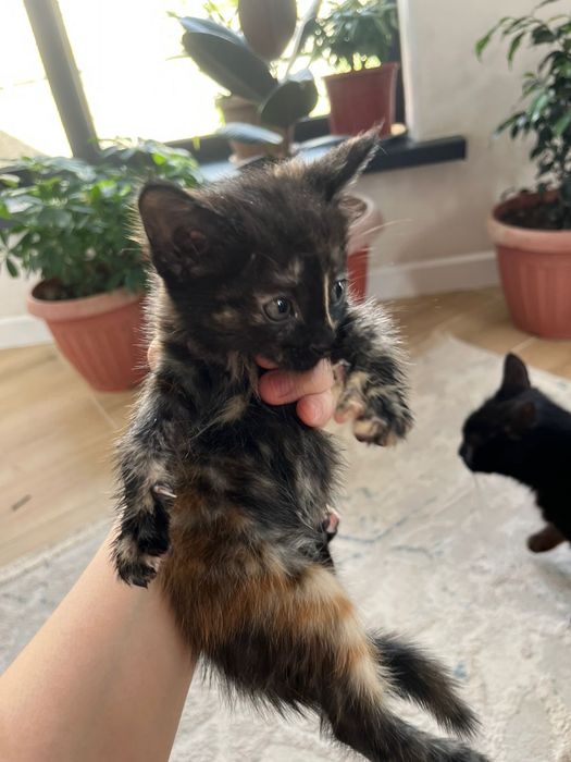 Котята в хорошие руки