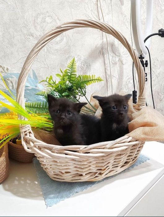 Отдам котят. В добрые руки