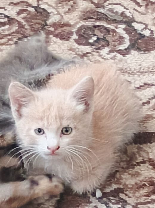 Отдам милых котят в добрые руки!