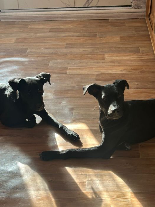 Отдадим 2 собак в добрые руки