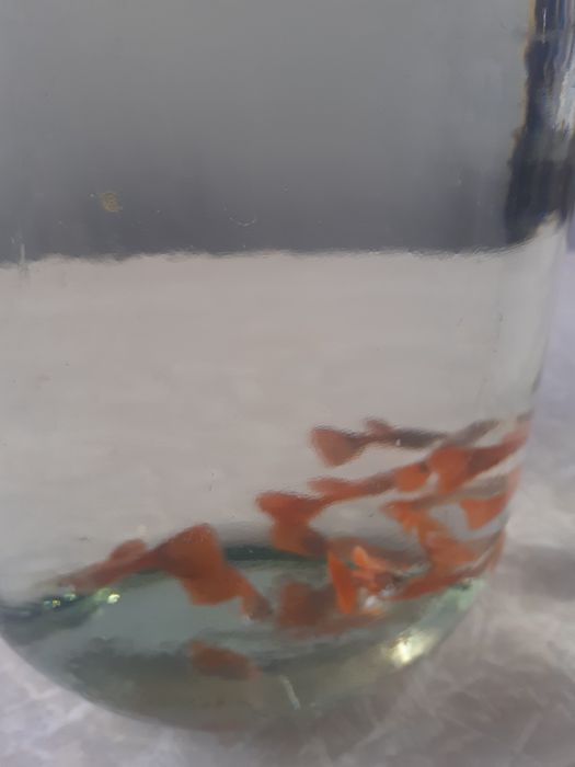 Продам рыбок! Гуппи.