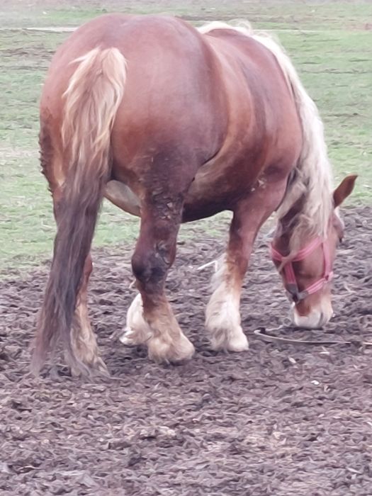 Vand iapa sarga de 3 ani jumare!