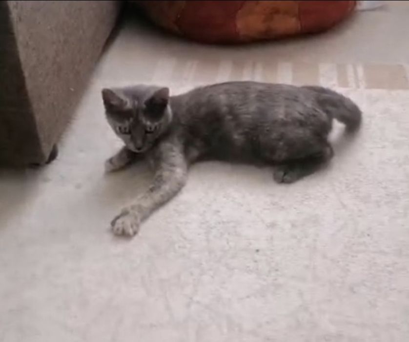 Отдам котёнка в  добрые руки