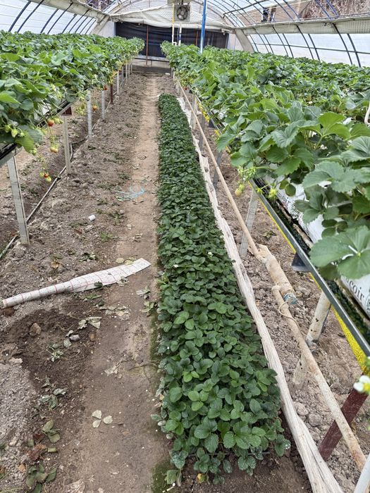 Qlupnay holati juda zor