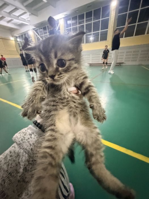 Котенок мальчик бесплатно