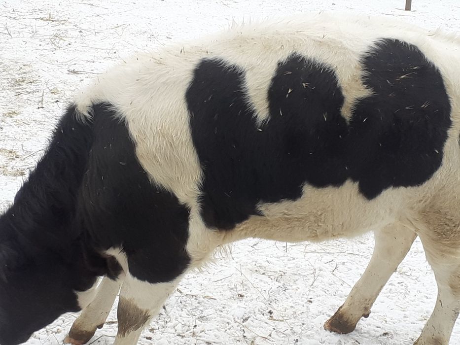 Vitea mare grasa și frumoasa are 3 luni jumate