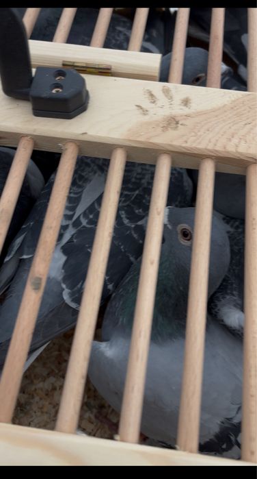 De vanzare porumbei voiajori!