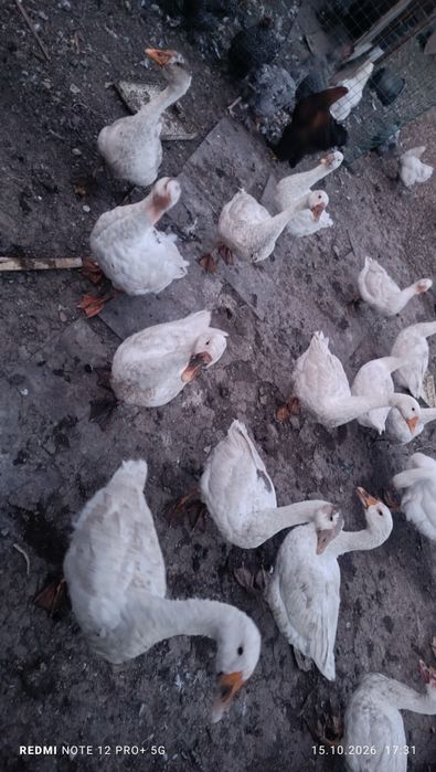 Гусь обмен на индюк или оптом
