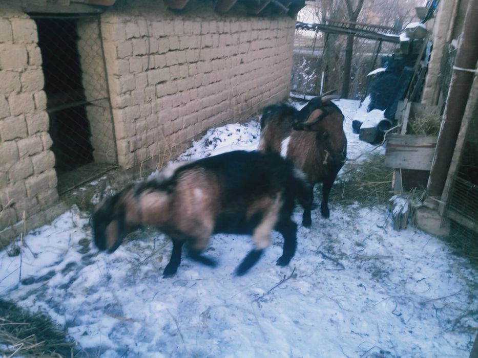 Ешкі сатылады. Нуби аралас  буаз, 2 тума, лағы ұрғашы