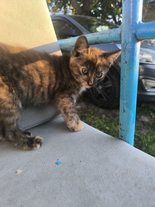 Отдам котят в добрые руки БЕСПЛАТНО