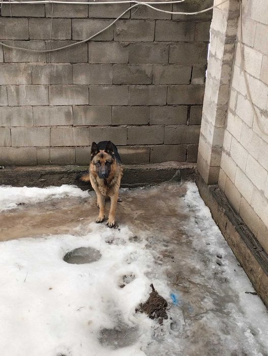 Вязка кобель немецкая овчарка