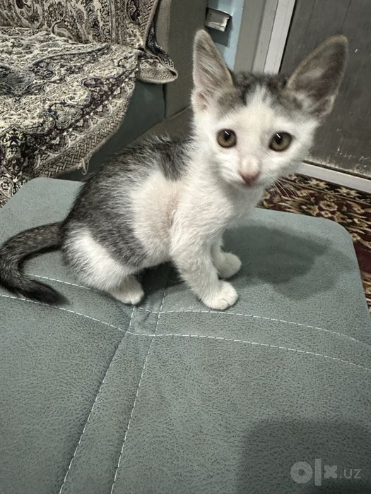 Mushuk hadyaga beriladi