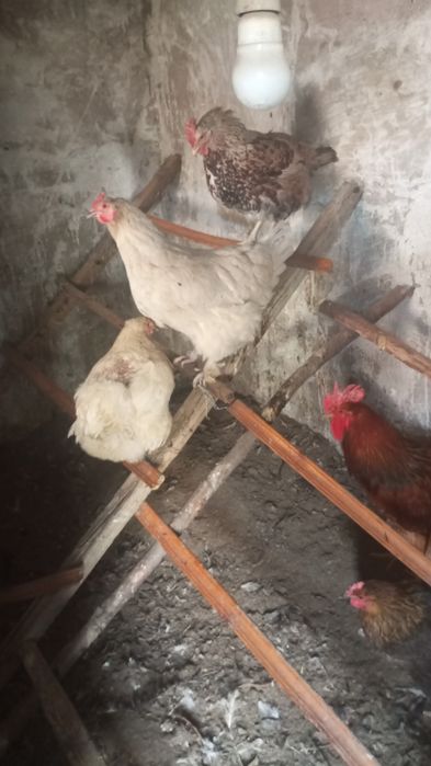 Курочки,петушки молоденькие