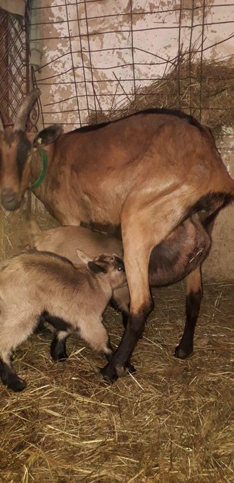 Vând ieduțe și țăpișori Alpin Francez rasă pură