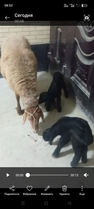 Эккиз она бола куй