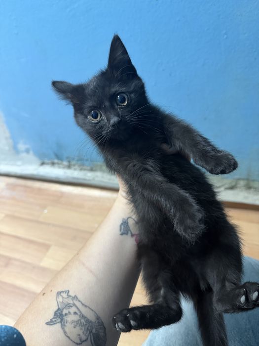ищем котёнку дом