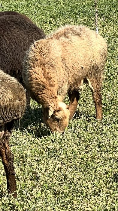 Sotildi……………………….