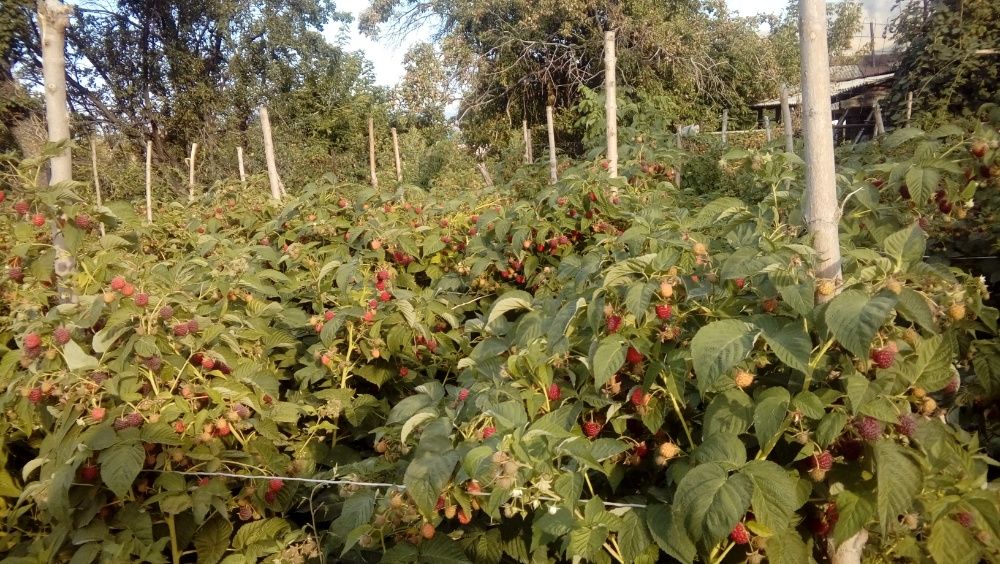 Саженцы Малины Клубники