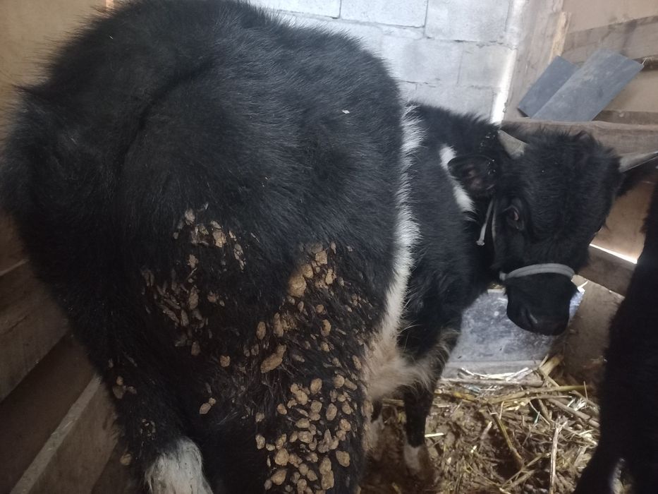 Продам бычки срочно