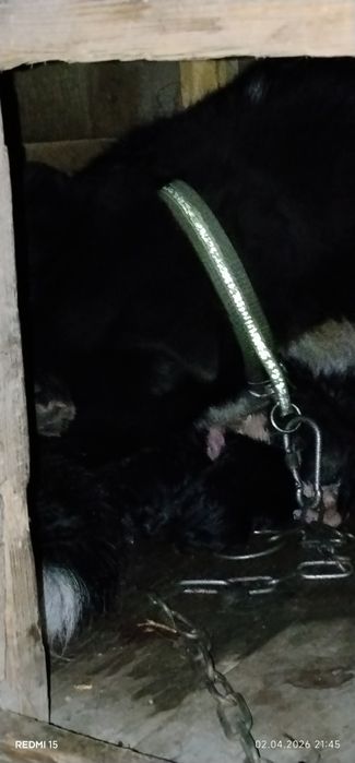 Кутята ищут дом и любящую семью