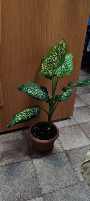 Продам недорого.