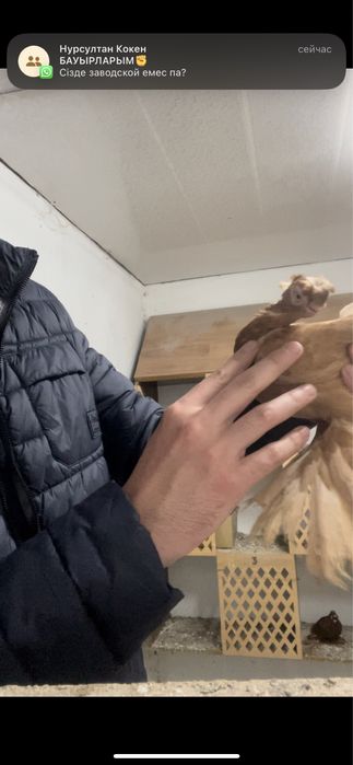 Голубка желтый самка