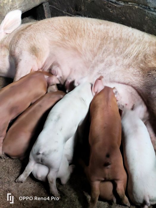 Продам супер поросят