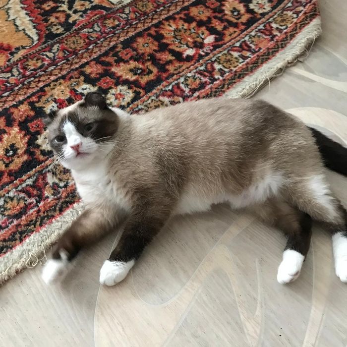 Кошечка ищет дом