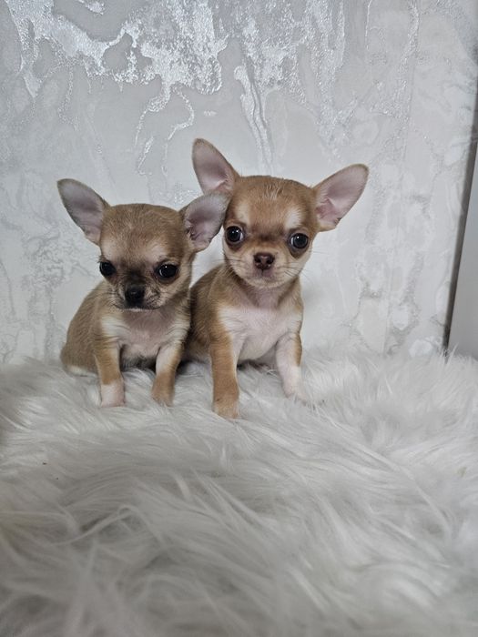 Чихуахуашки миники