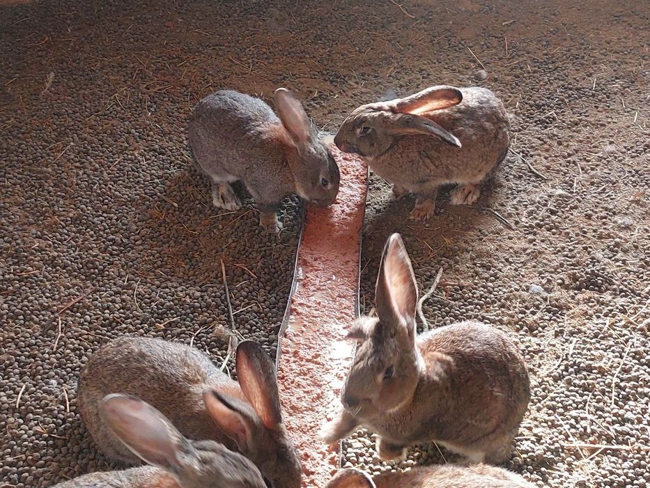 Кролики Фландр-Эндерби