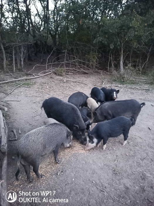 Прасета свободни