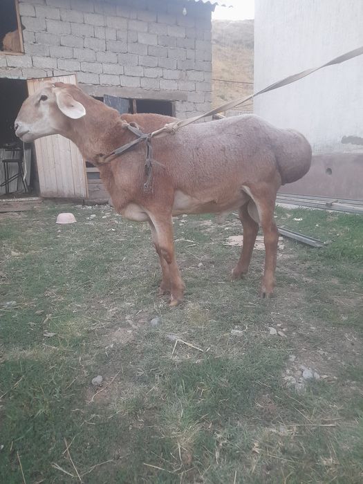 Арашан 2 жасар сатылады