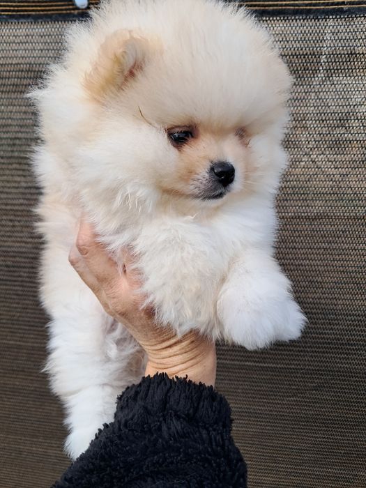 Мини   Померанче