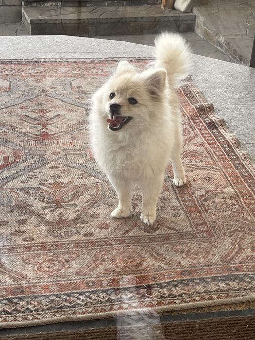 Собачка шпиц(?) потеряшка