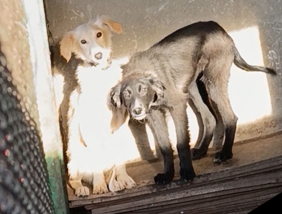 Щенки подростки ищут дом!