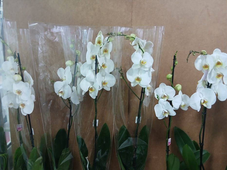 Белая орхидея высота 80-90см