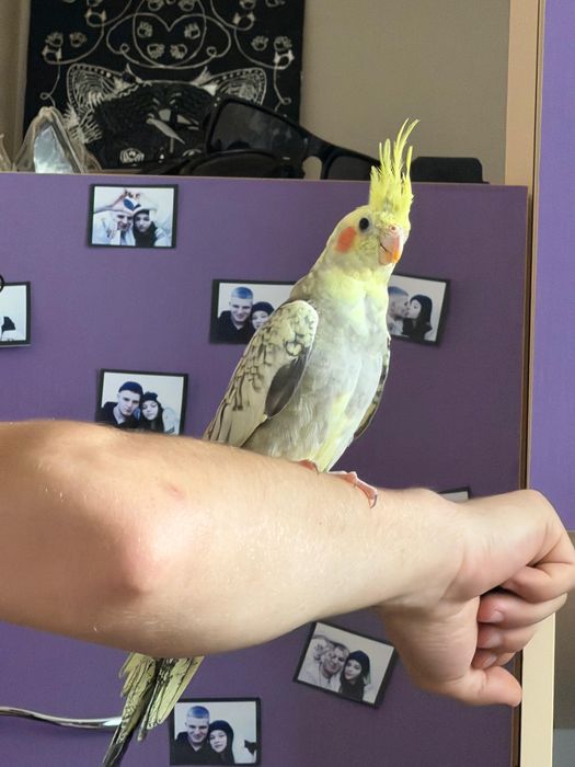 Продам попугая Корелла