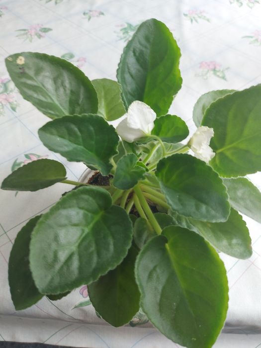 Цветы комнатные.