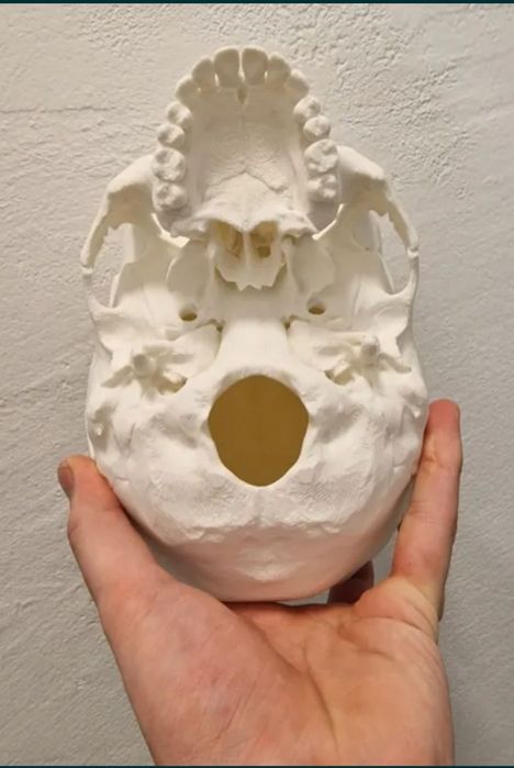 Анатомичен модел на човешки череп