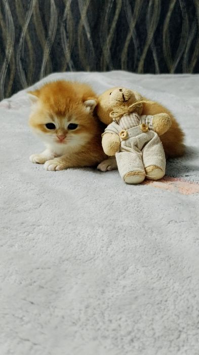 Золотистый шиншиллы