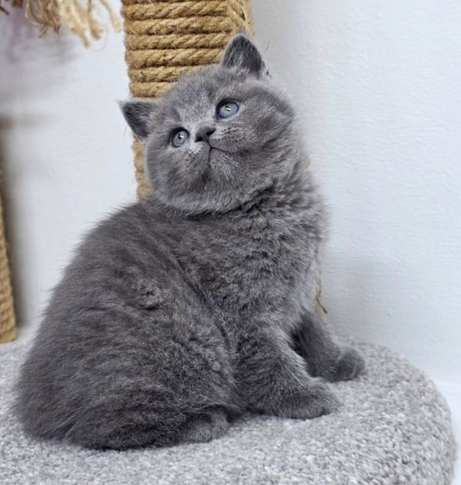 Шотландские  котята